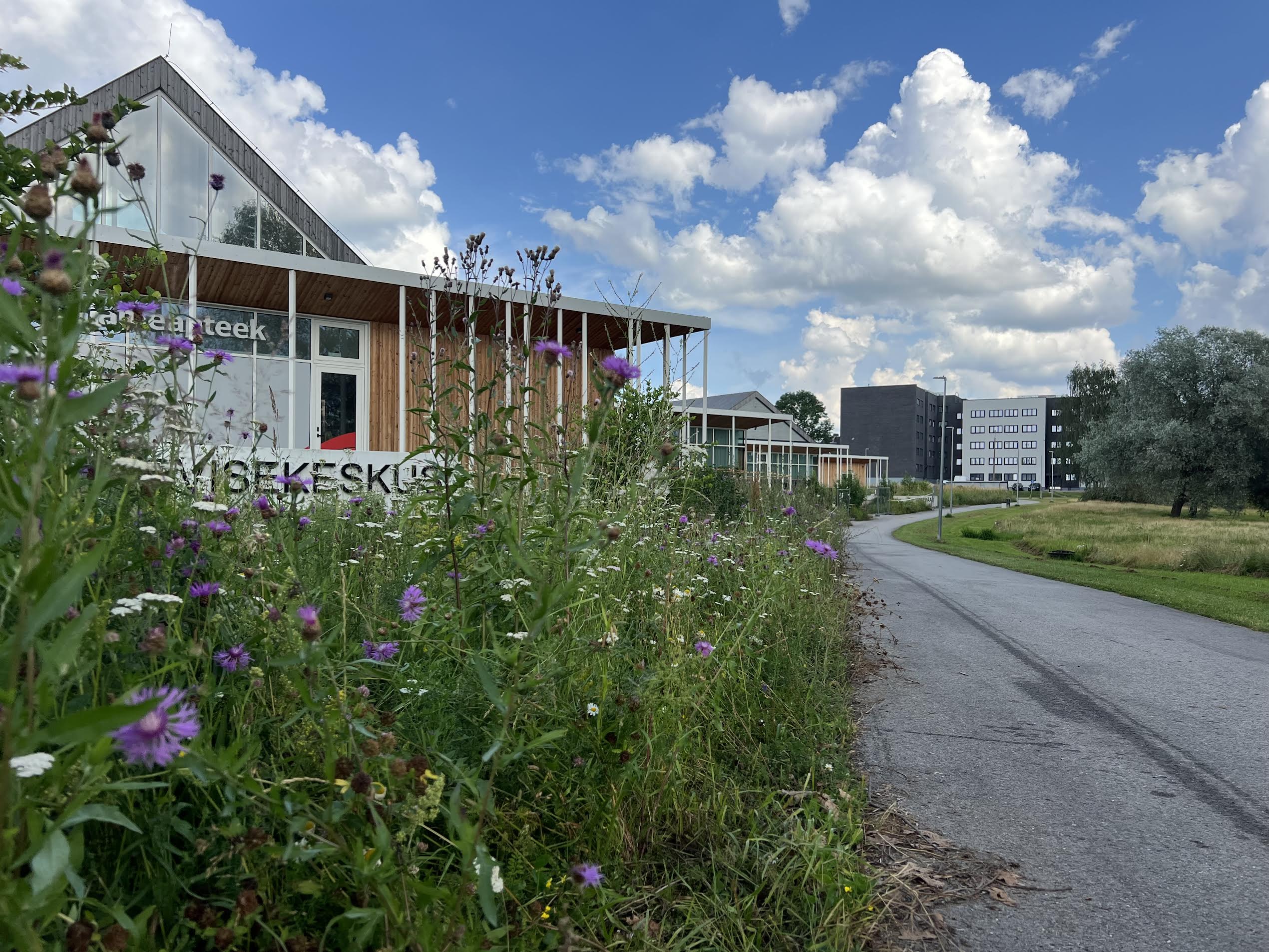 Võru Tervisekeskuse kõrval olevat ala niidetakse harva, et säiliks elurikkus. Pärast niitmist oodatakse heina kuivamist, et see riisuda ning koristada. Seemned säilivad. Foto: VÕRUMAA TEATAJA